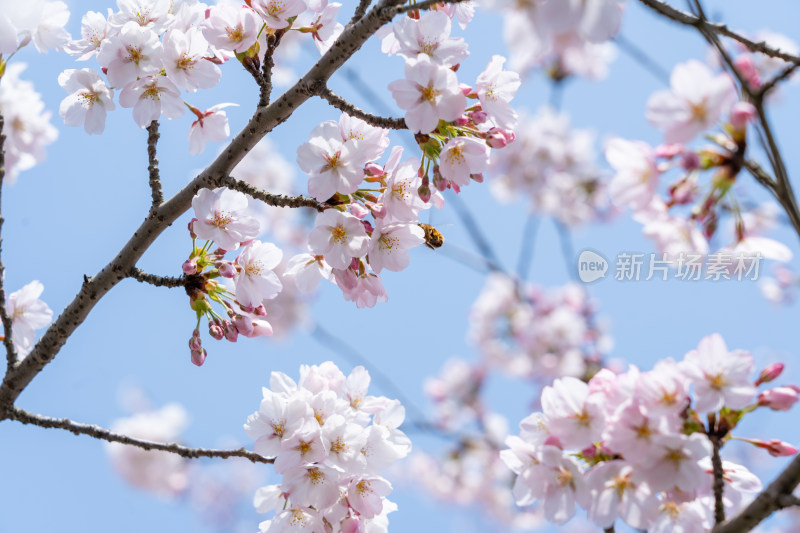 青岛中山公园樱花盛开的粉色樱花