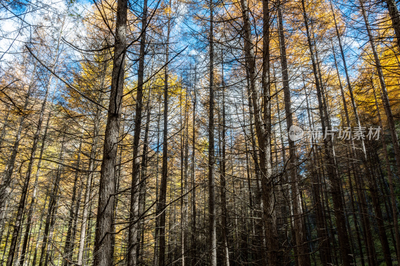 秋天色彩斑斓的森林树木山川