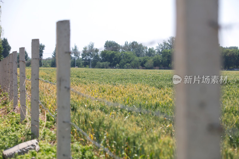 围栏里的麦子地在夏季