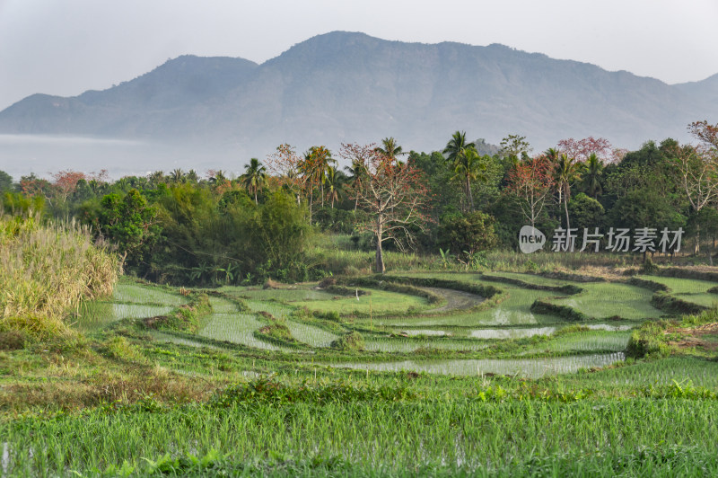 昌江木棉花稻田风景