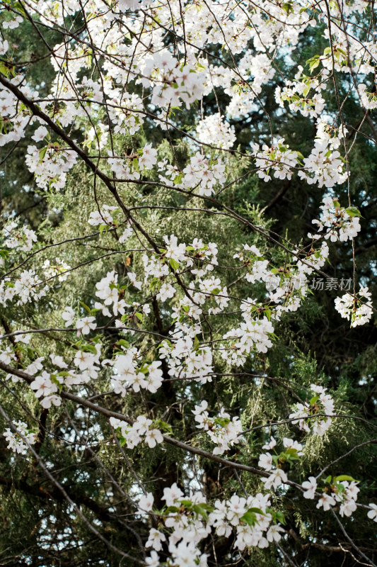 北京玉渊潭公园樱花节樱花