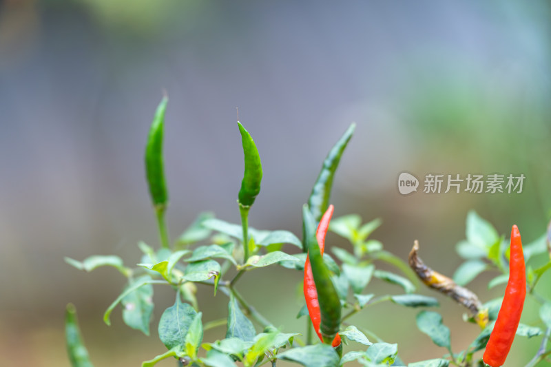 植物上生长的红辣椒特写镜头