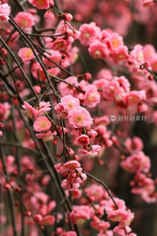 粉红色春梅花海实拍背景