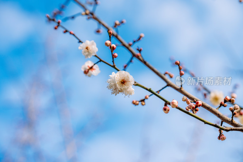 西溪湿地盛开的梅花