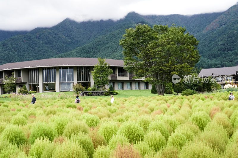 日本山梨县富士山河口湖夏天宁静的湖光山色