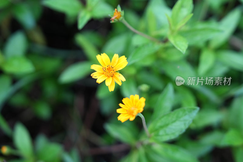 绿植小黄花