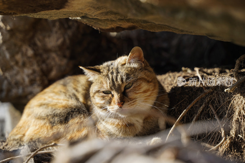 山林中的狸花猫野猫