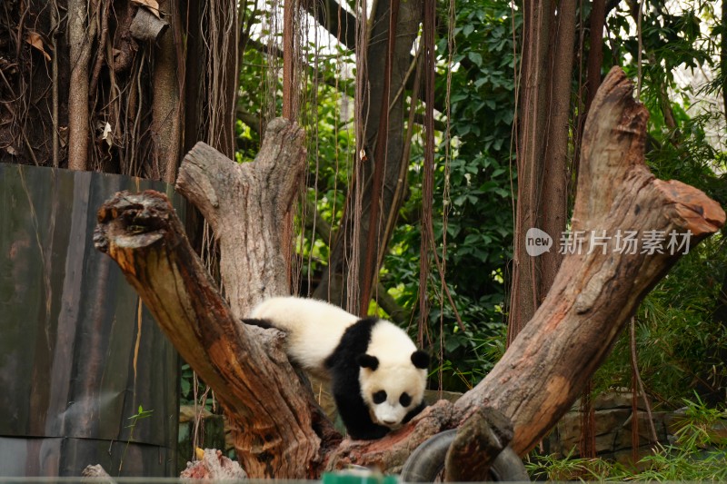 大熊猫幼崽在树上活动场景