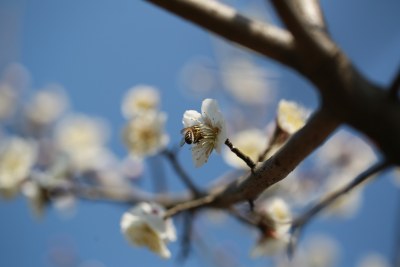 梅花 春梅绽放