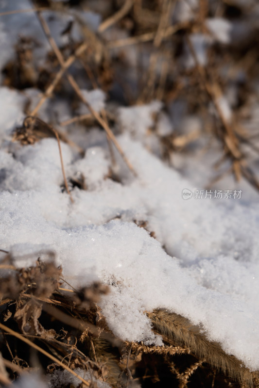 冬天干枯植物上的积雪