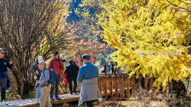 秋天的四川阿坝理县毕棚沟景区