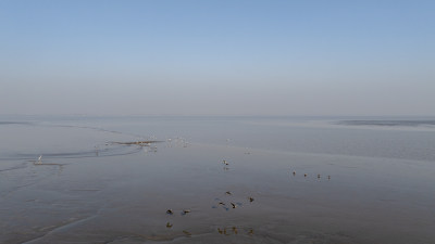 杭州冬季钱塘江滩涂湿地