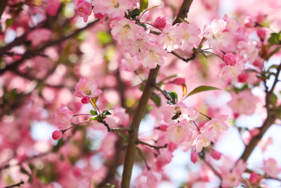 蜜蜂在春天阳光下的海棠花上采蜜