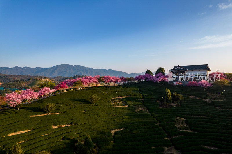 福建龙岩永福台品樱花茶园