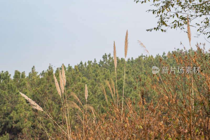 户外山林中随风摇曳的芦苇荡