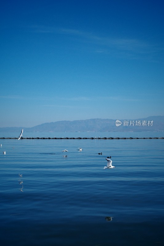 洱海上飞翔与浮游的西伯利亚海鸥