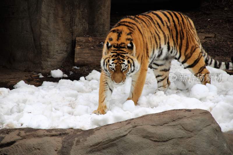 野生动物老虎食肉动物狩猎者