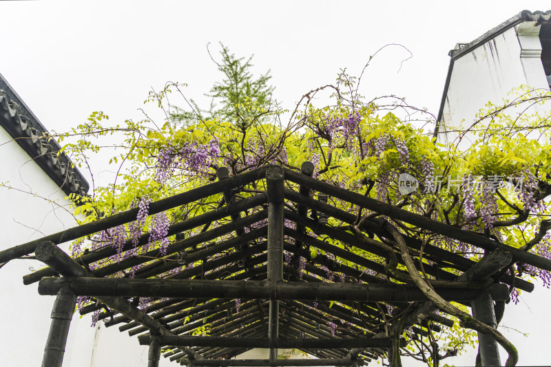 苏州园林拙政园，花架上的紫藤花与园林建筑