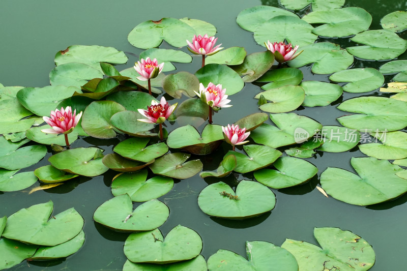 北京国家植物园睡莲