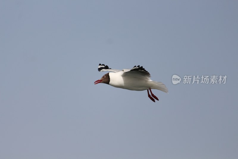 青海湖飞鸟