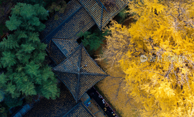 航拍古寺庙千年银杏秋景西安古观音禅寺