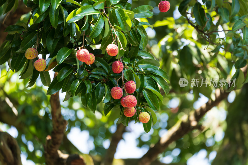 枝头成熟的荔枝果实