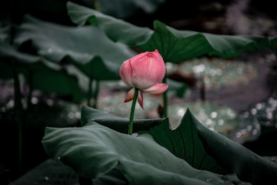 雨后荷花