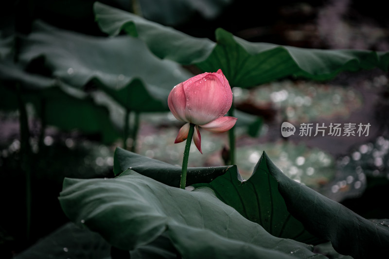 雨后荷花