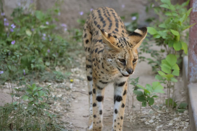 薮猫在户外行走