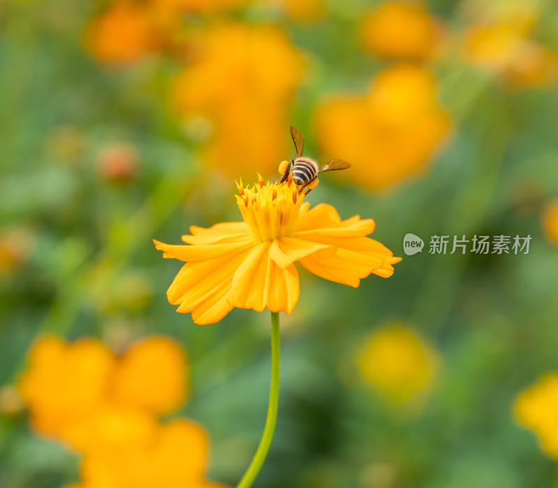 花蕊上的蜜蜂