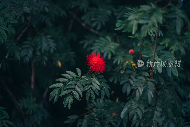 植物上的朱缨花特写