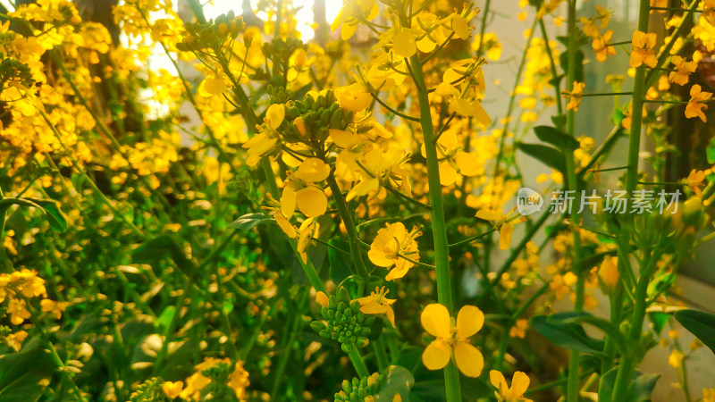 油菜花盛开