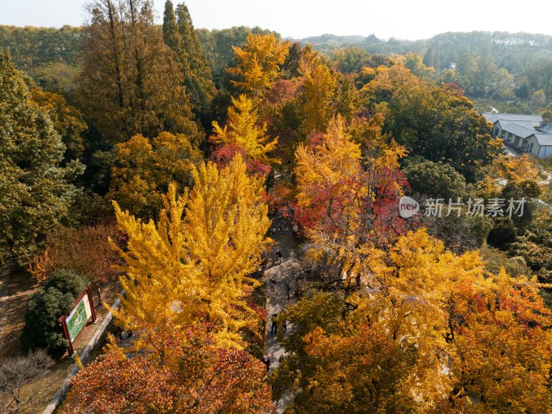 南京明孝陵石像路秋季美景