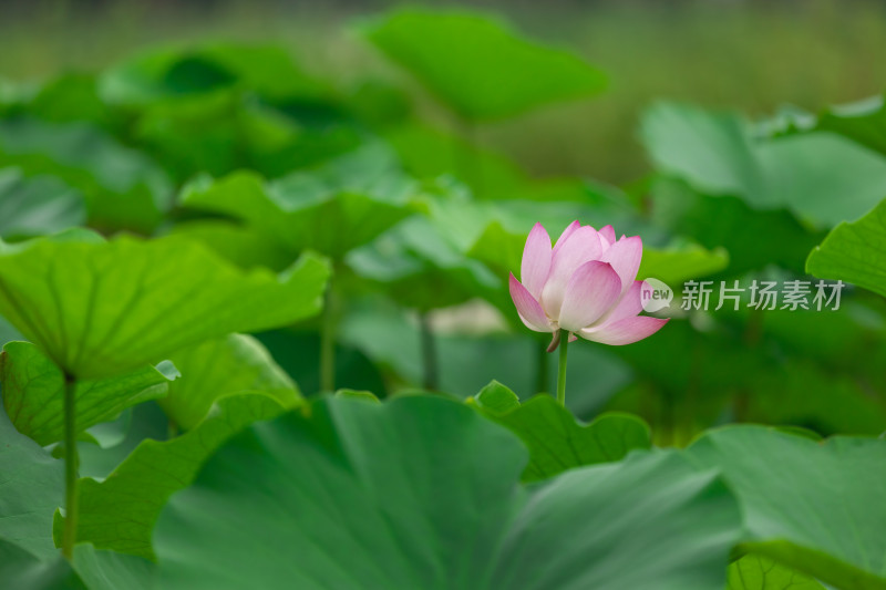 荷花荷叶夏日植物绿色自然户外