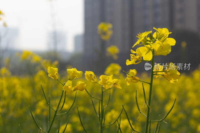 美丽的黄色油菜花田近景特写