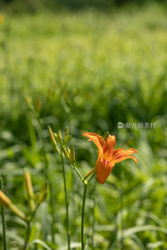 黄花菜 黄花