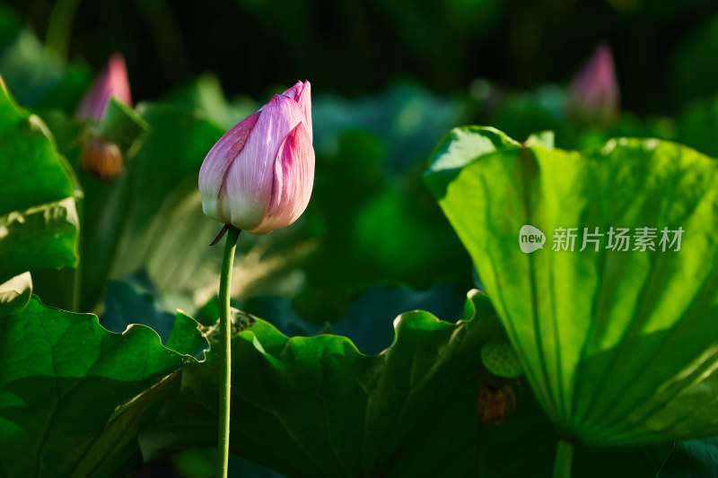 池塘中的荷花