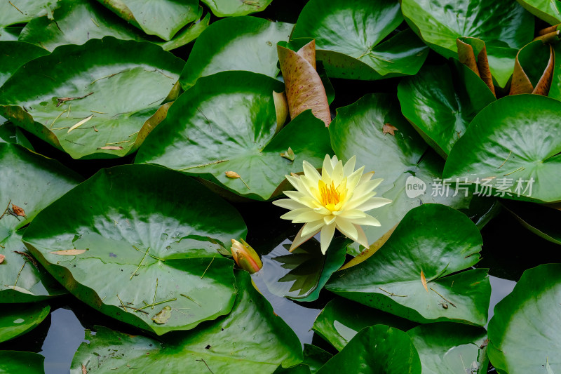 昆明翠湖公园的睡莲