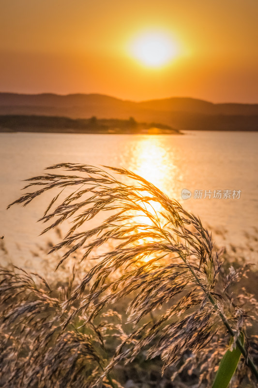 夕阳下河边芦苇荡自然风景