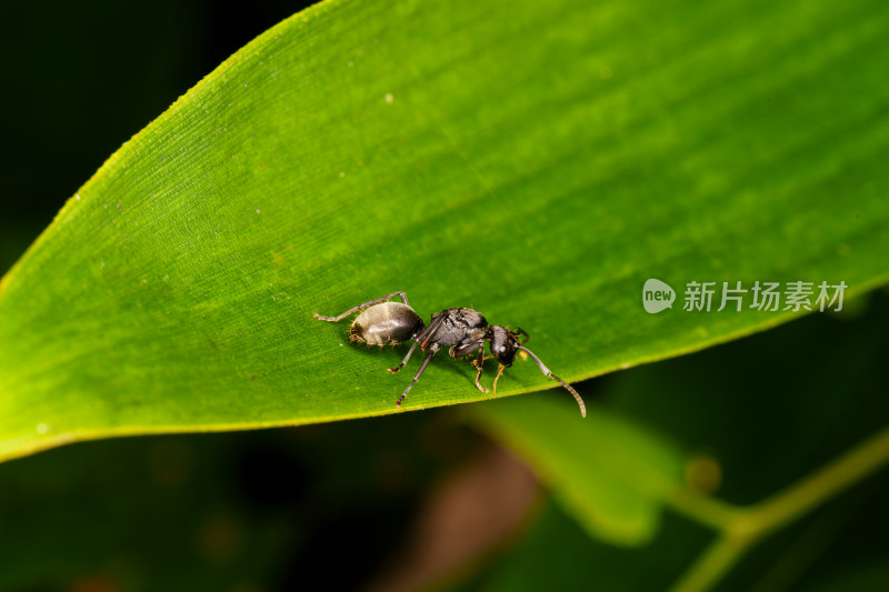 绿叶上的蚂蚁微距特写