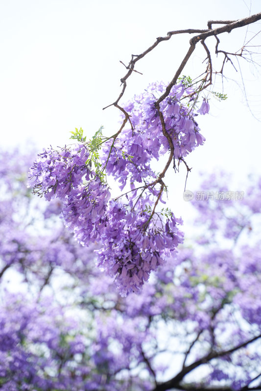 昆明蓝花楹盛开