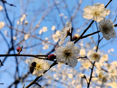 蓝天下蜜蜂在盛开的梅花枝头采蜜