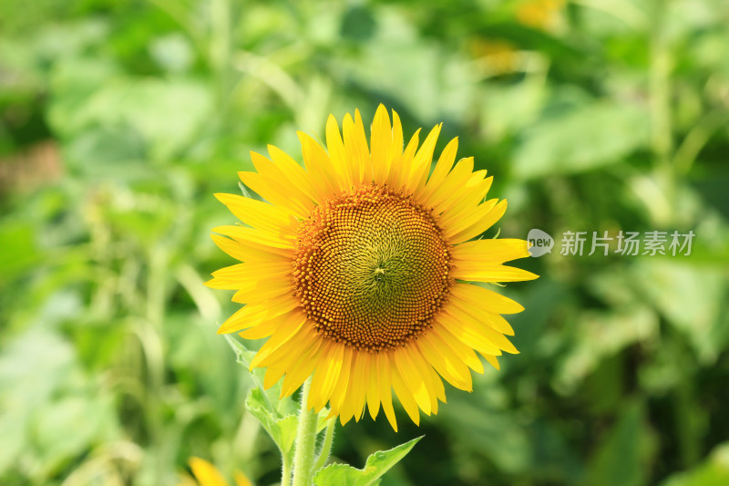 阳光下的向日葵花朵