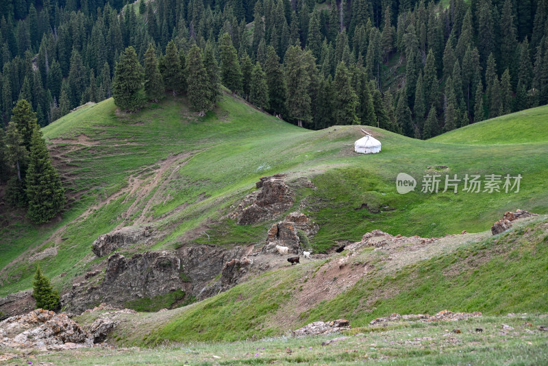 新疆木垒伴山公路 马圈湾的森林景色