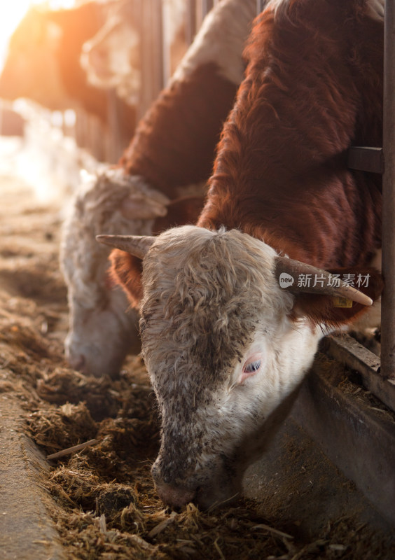 肉牛养殖场里的牛