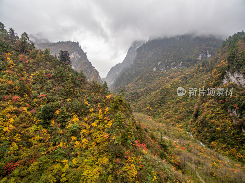 秋天树林云雾山峰