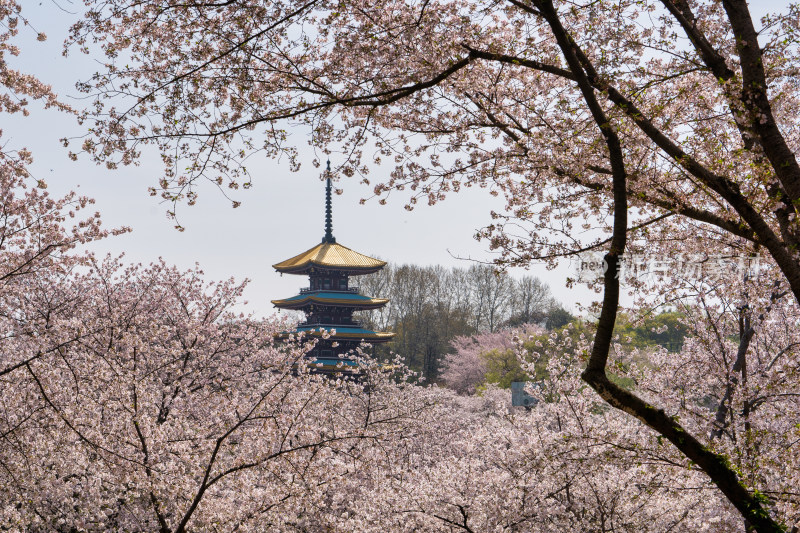 武汉东湖樱花园五重塔景色特写