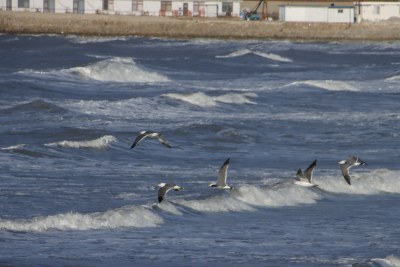 威海金海滩海水浴场龙年春节海浪游客海鸥