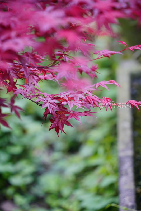 鲜花花朵花卉花树