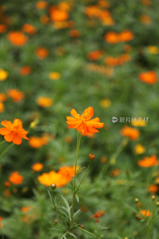 野菊花系列